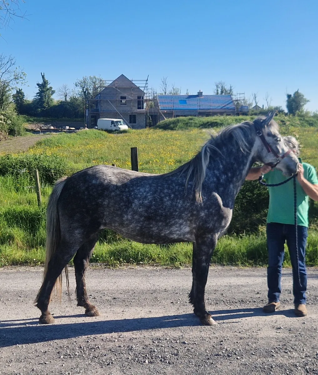 Connemara filly - Image 4
