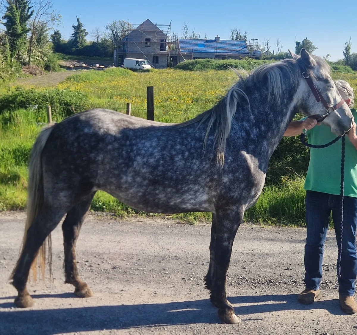 Connemara filly - Image 1