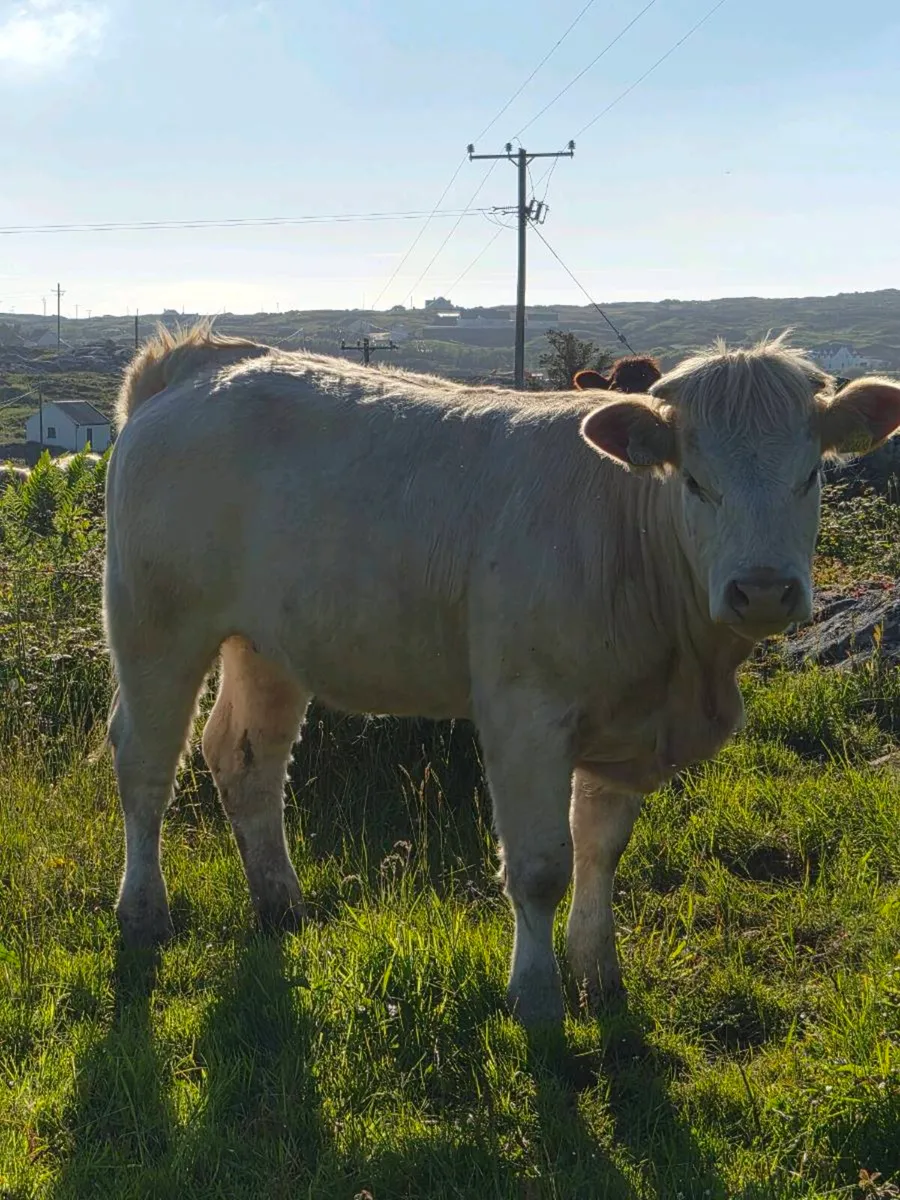 Two charolais heifers - Image 2