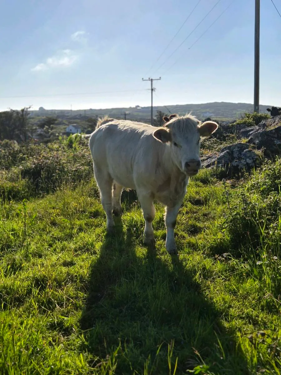 Two charolais heifers - Image 3