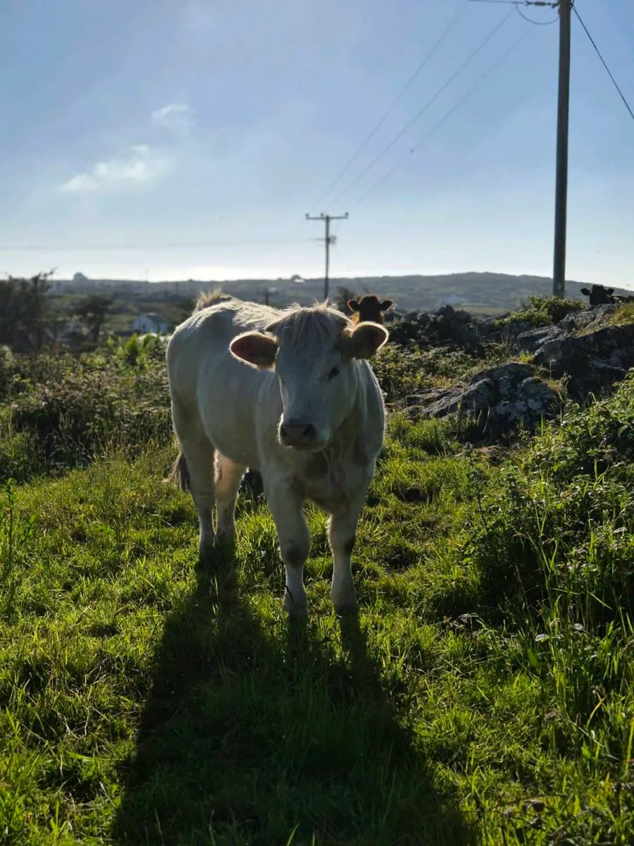 Two charolais heifers - Image 4