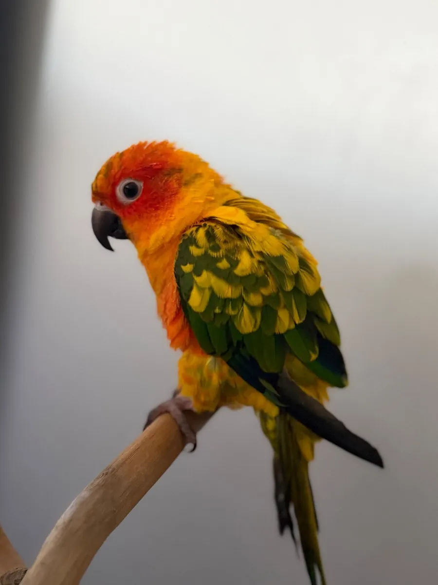Hand-Reared Sun Conure - Image 1