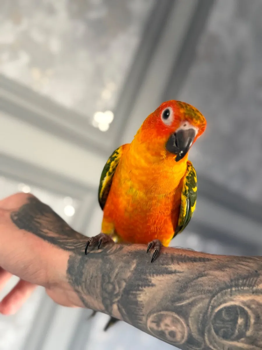 Hand-Reared Sun Conure - Image 2