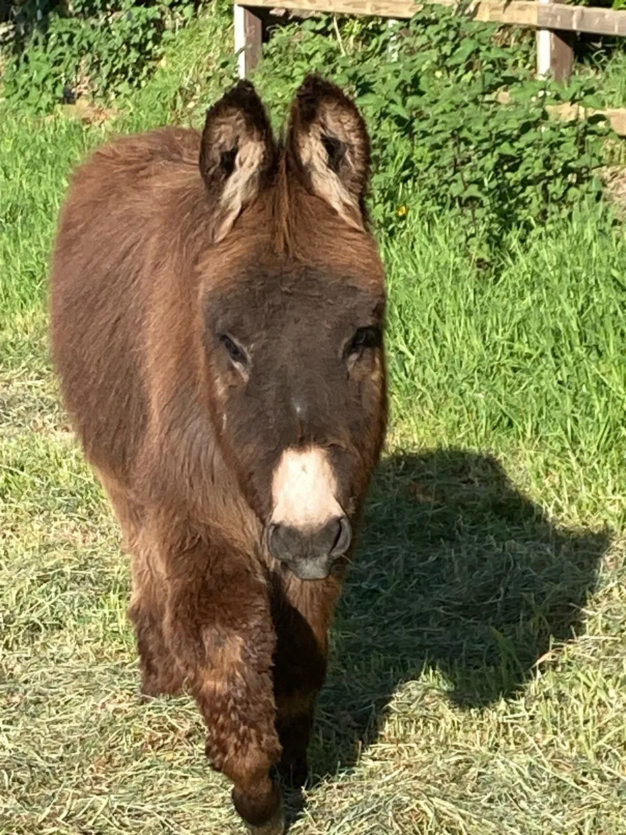 Donkey for sale (Male) - Image 1