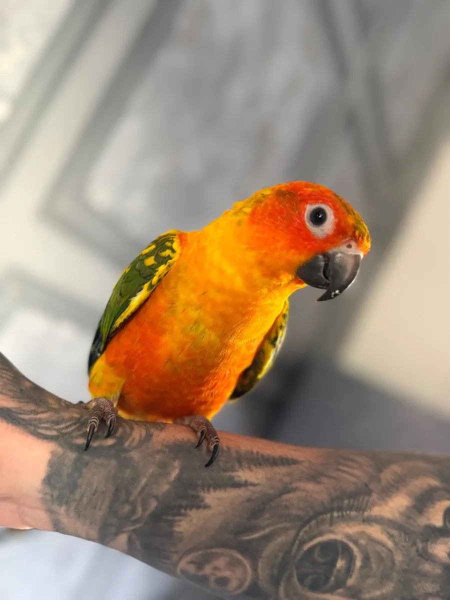 Hand-Reared Sun Conure - Image 3
