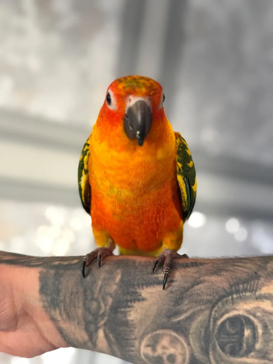 Hand-Reared Sun Conure - Image 4