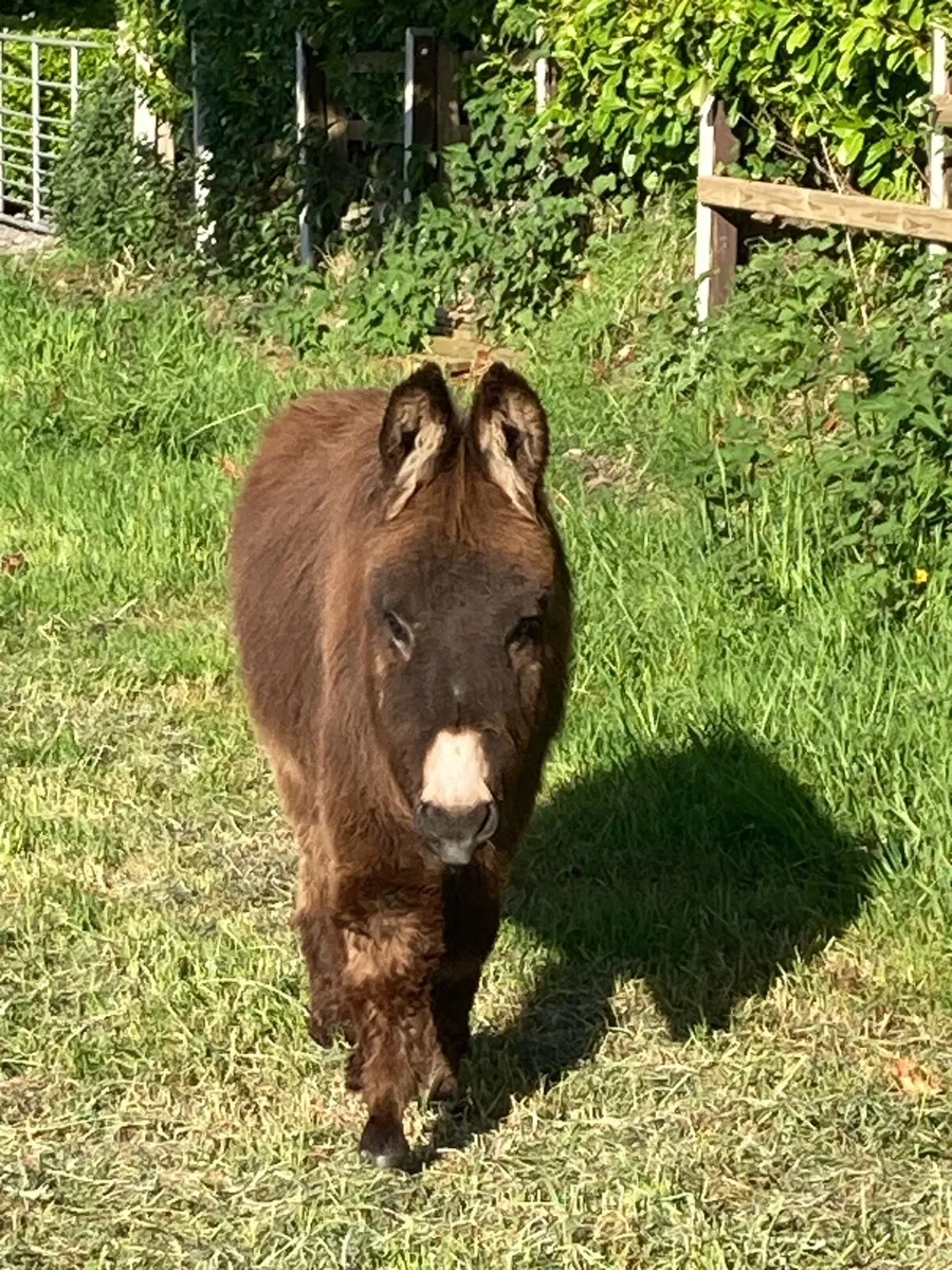 Donkey for sale (Male) - Image 2