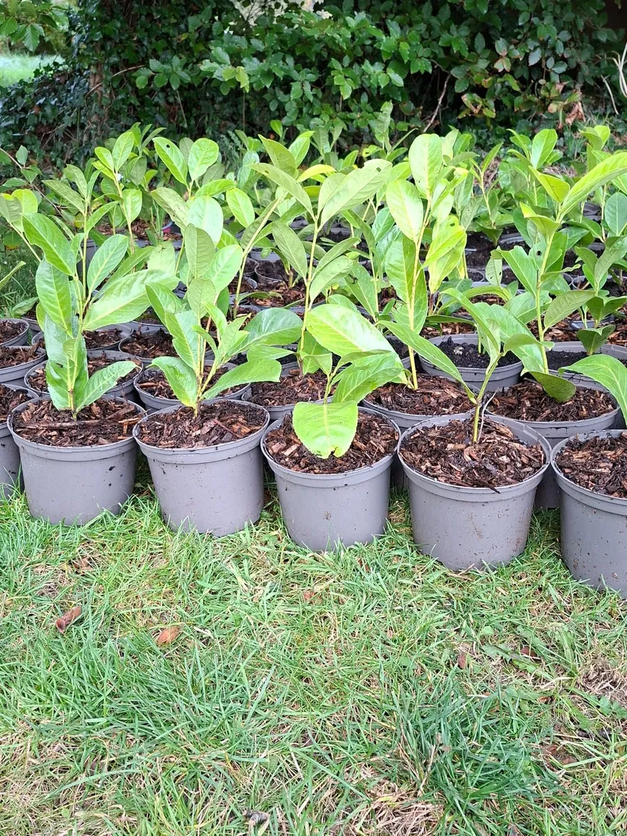 Laurel - Image 1