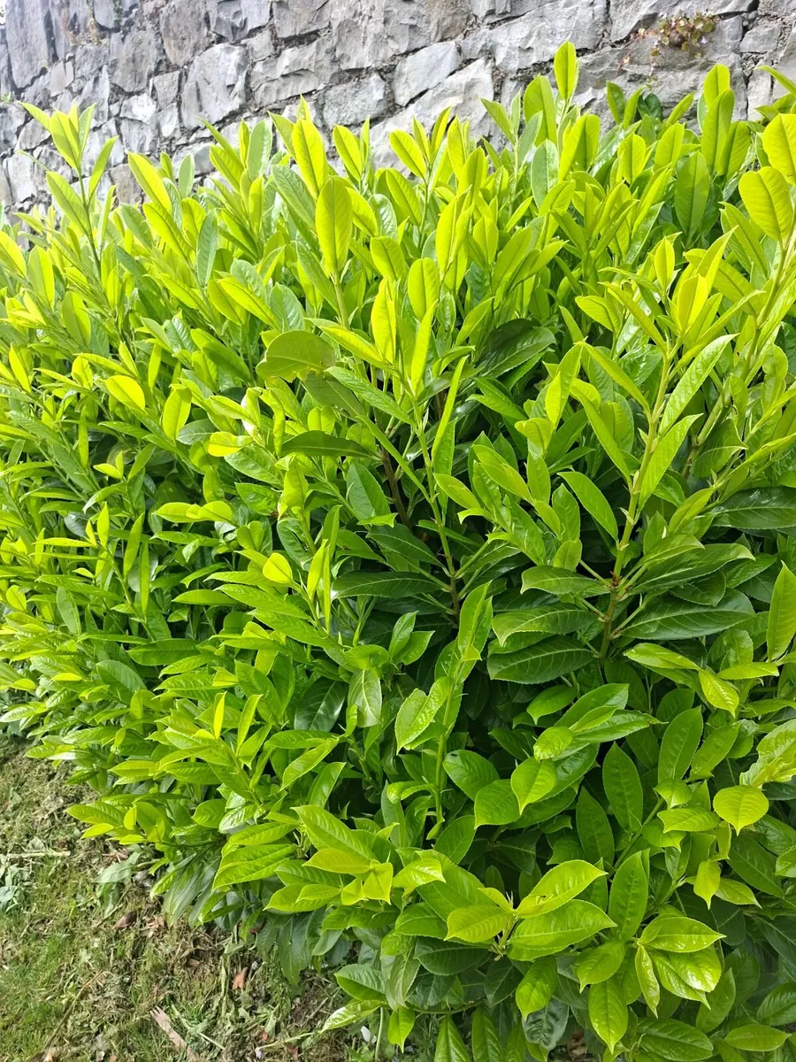 Laurel - Image 3