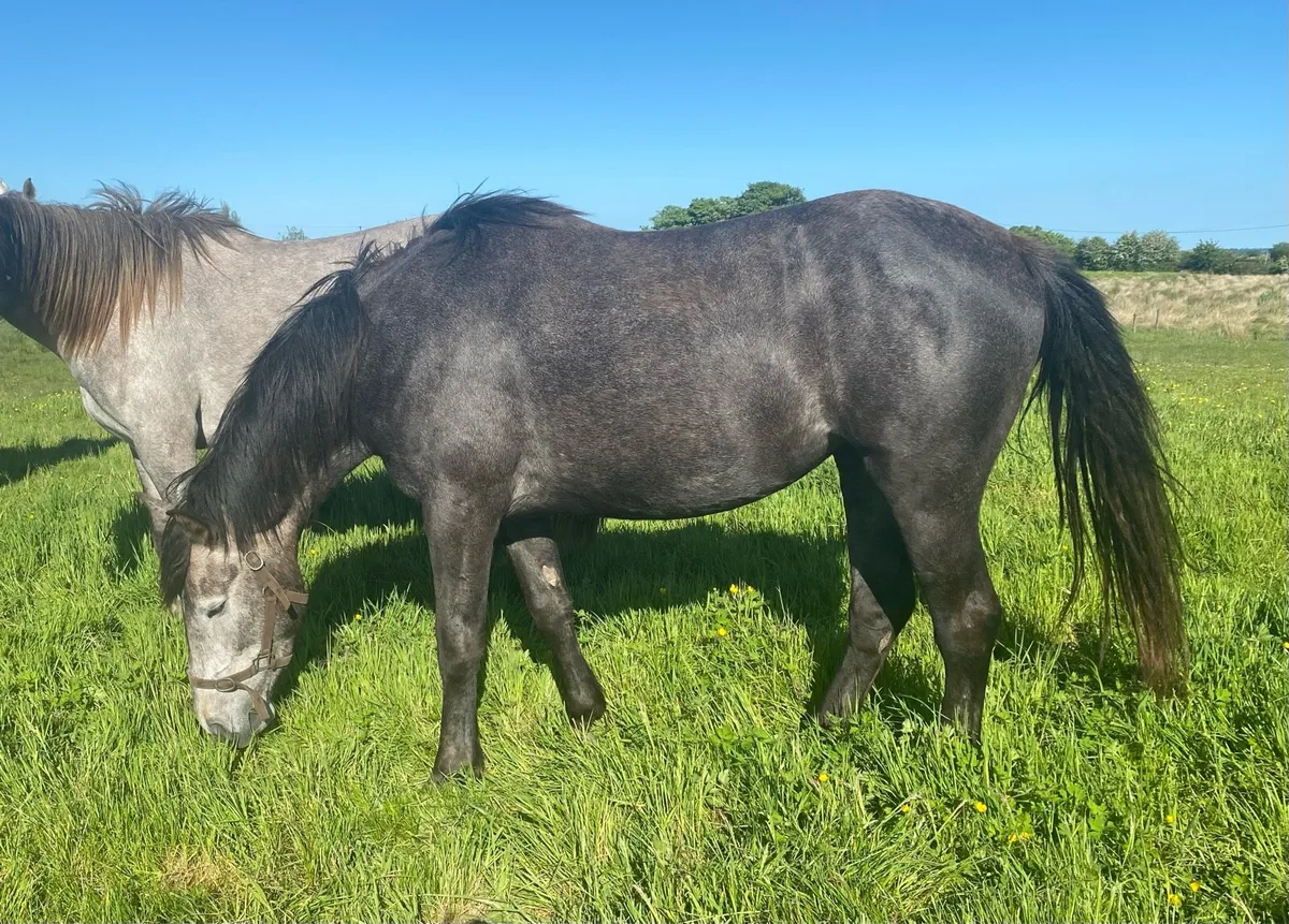 3 Year Old Registered Irish Draught Filly - Image 3