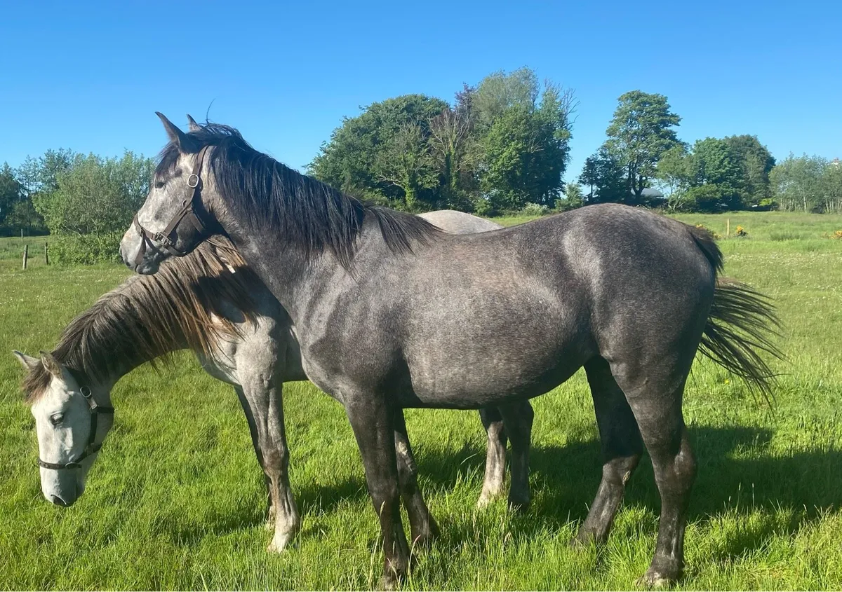 3 Year Old Registered Irish Draught Filly - Image 4