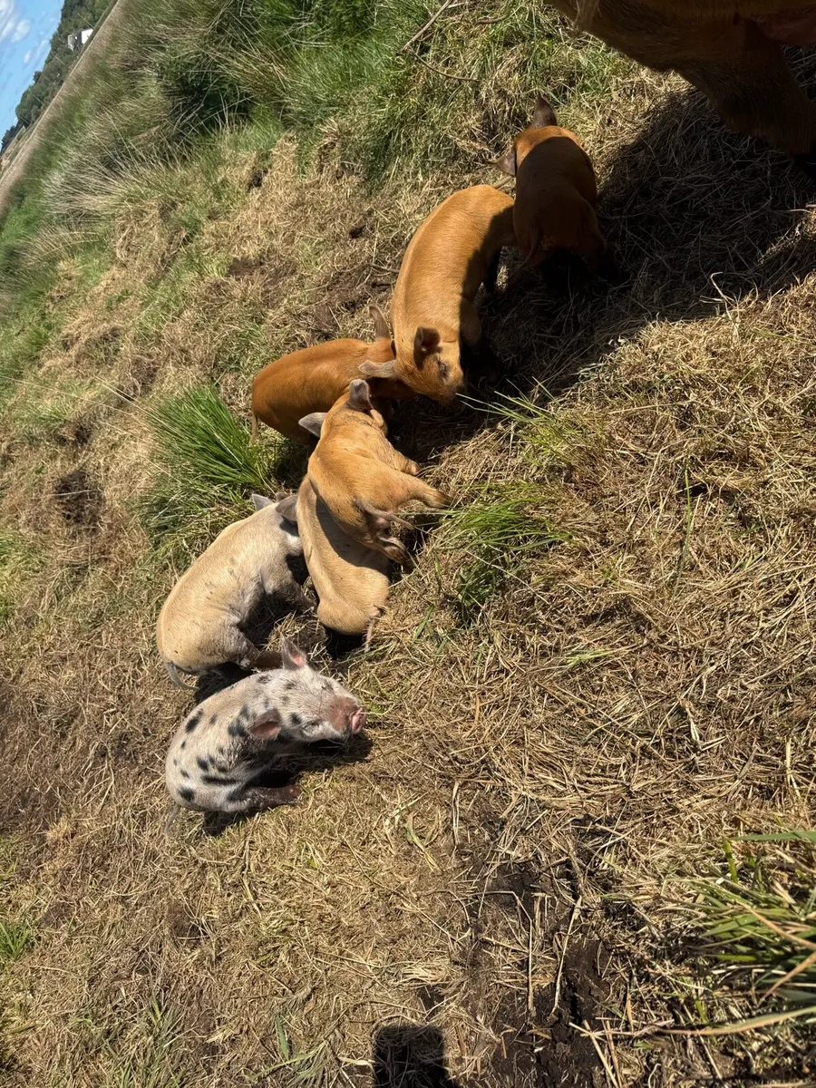 Piglets - Image 4