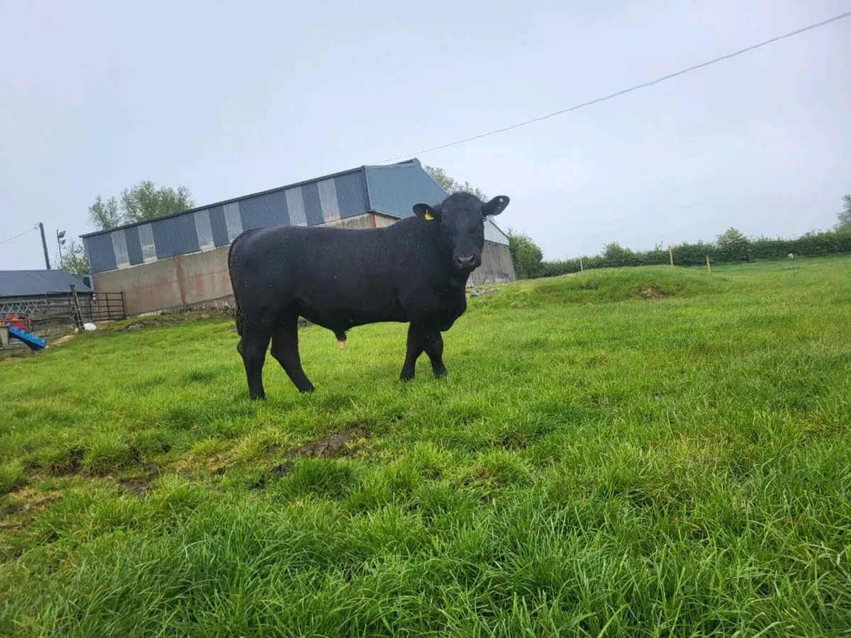 AA bull hire - Image 1