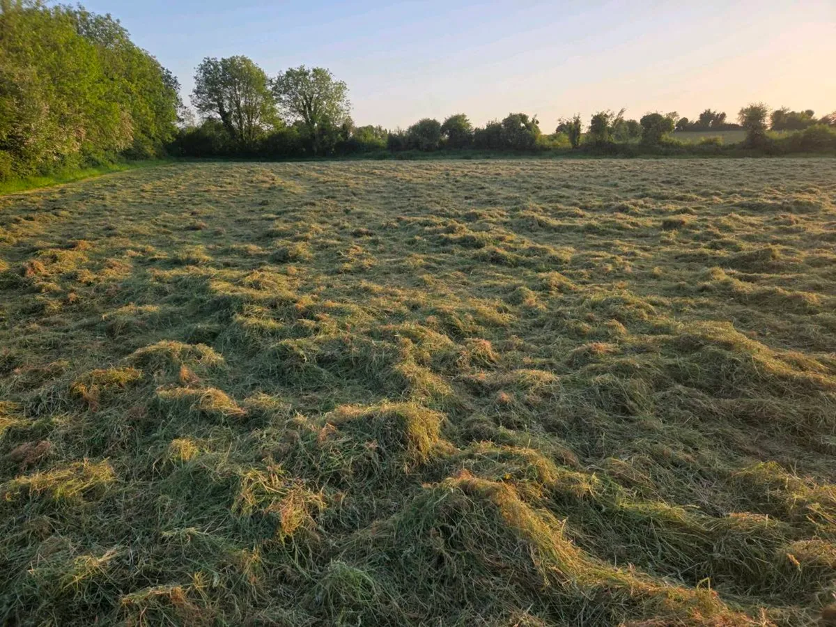 Hay / Haylage - Image 2