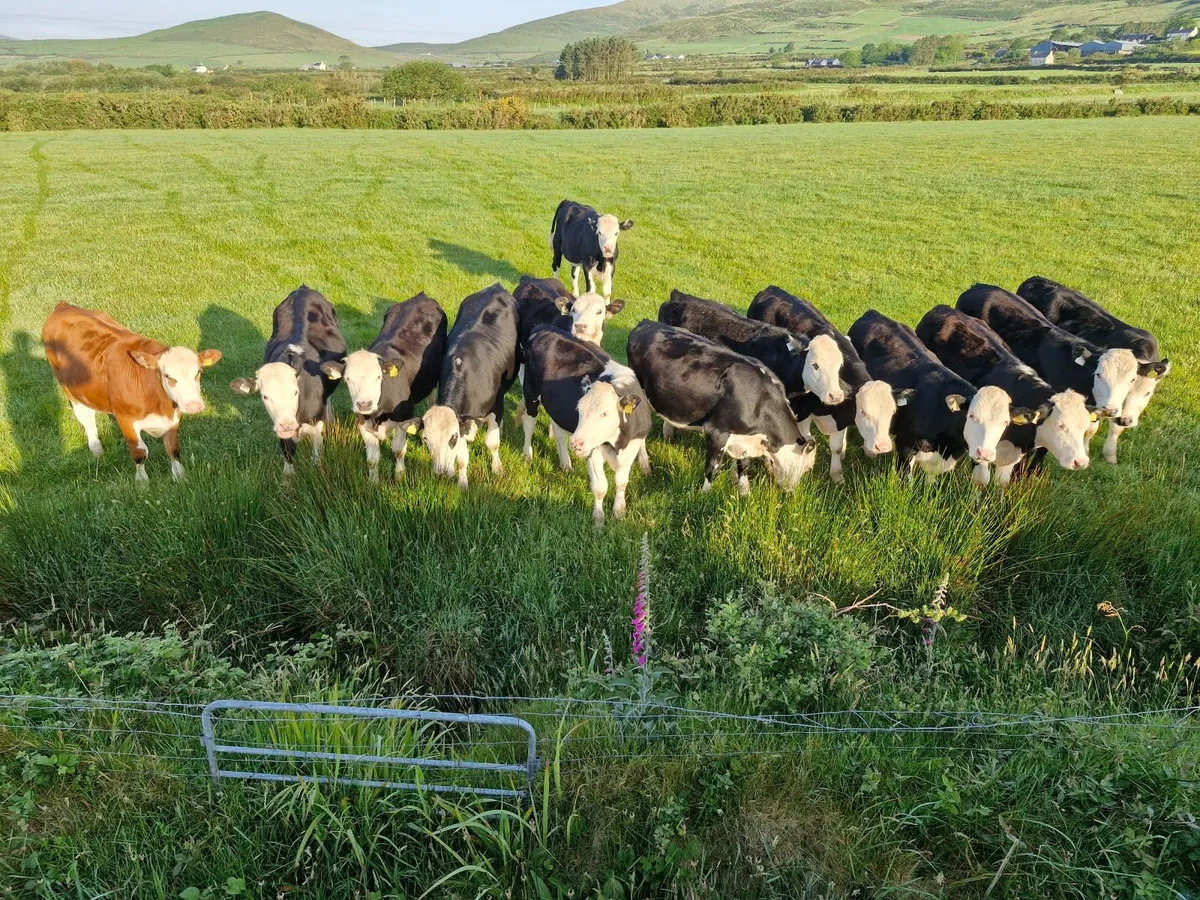 14 WHITEHEAD BULLOCKS - Image 3