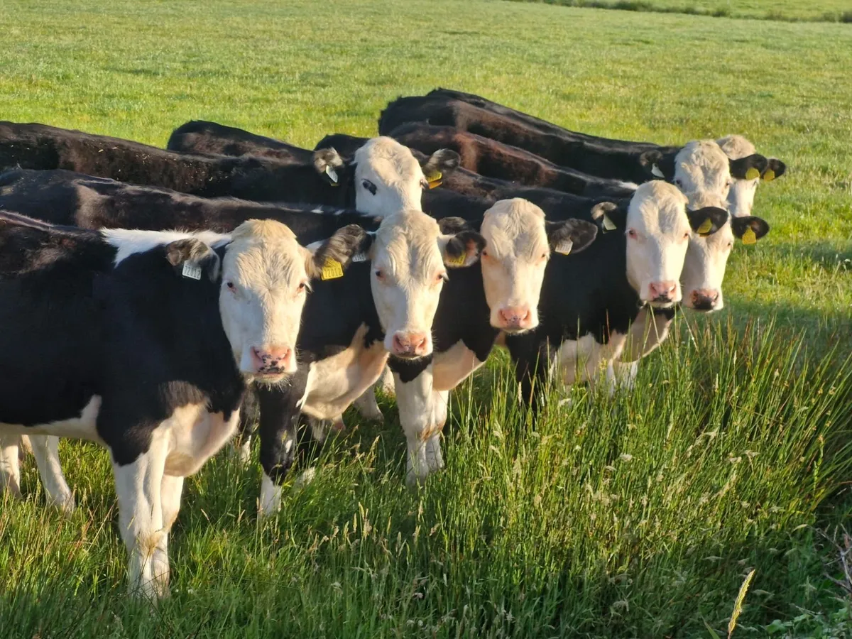 14 WHITEHEAD BULLOCKS - Image 2