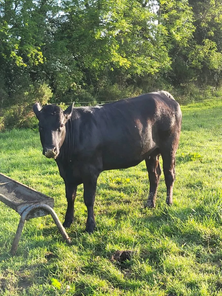 Incalf Heifer - Image 1