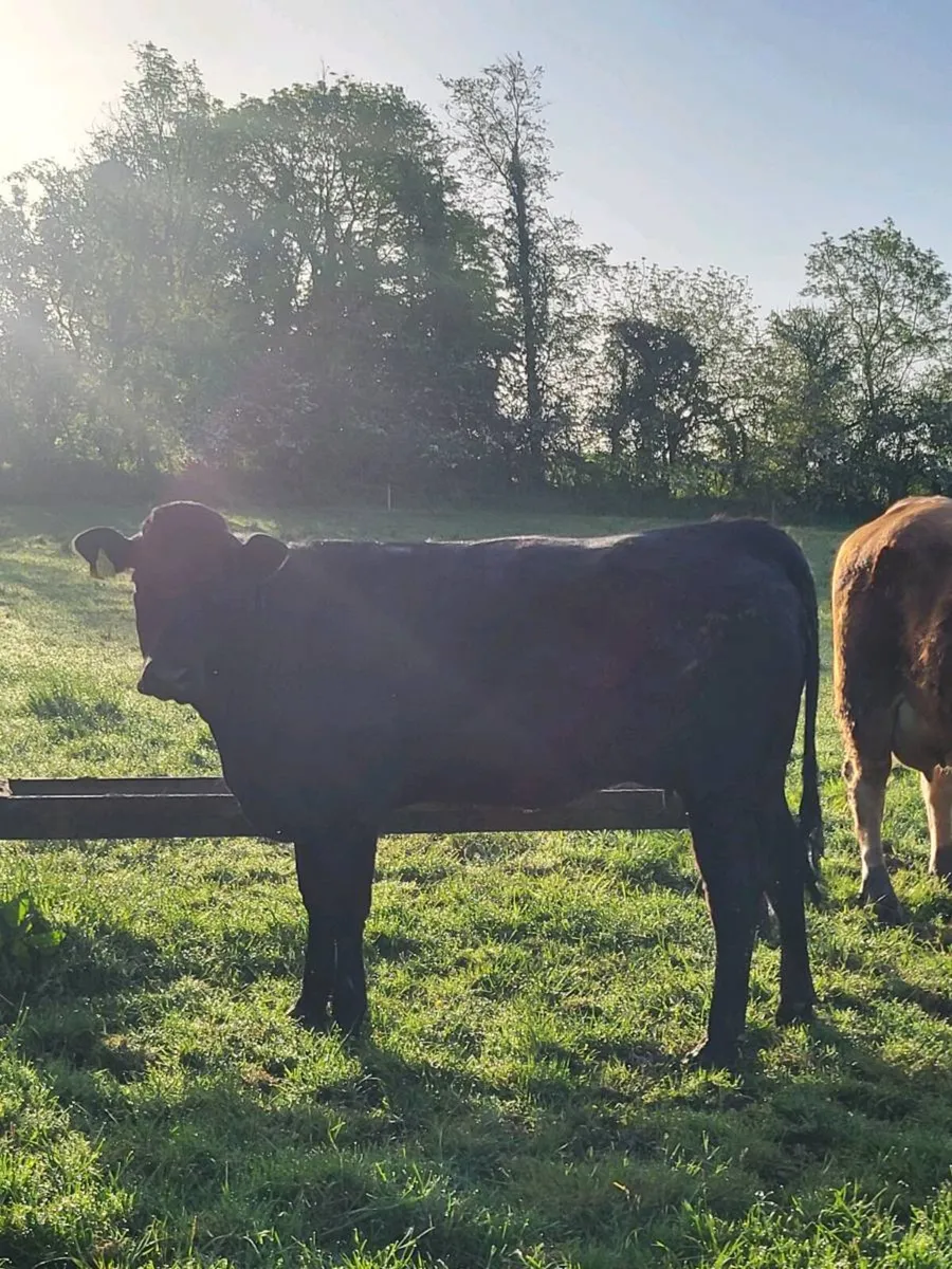 Incalf Heifer - Image 2