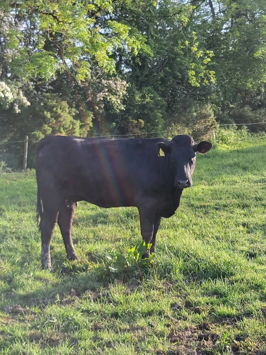 Incalf Heifer - Image 3