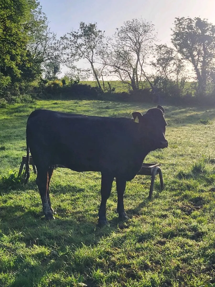 Incalf Heifer - Image 4