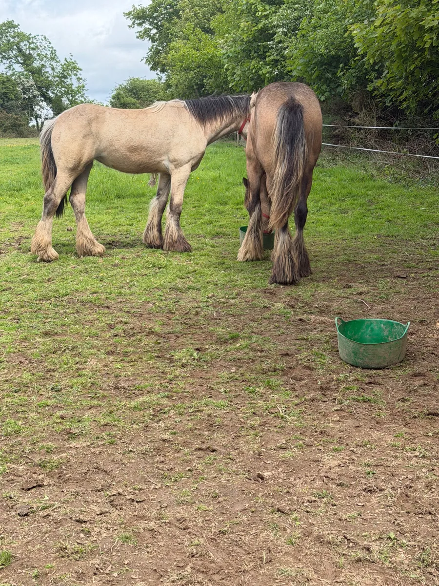 2 filly’s 11 months old  cob - Image 2