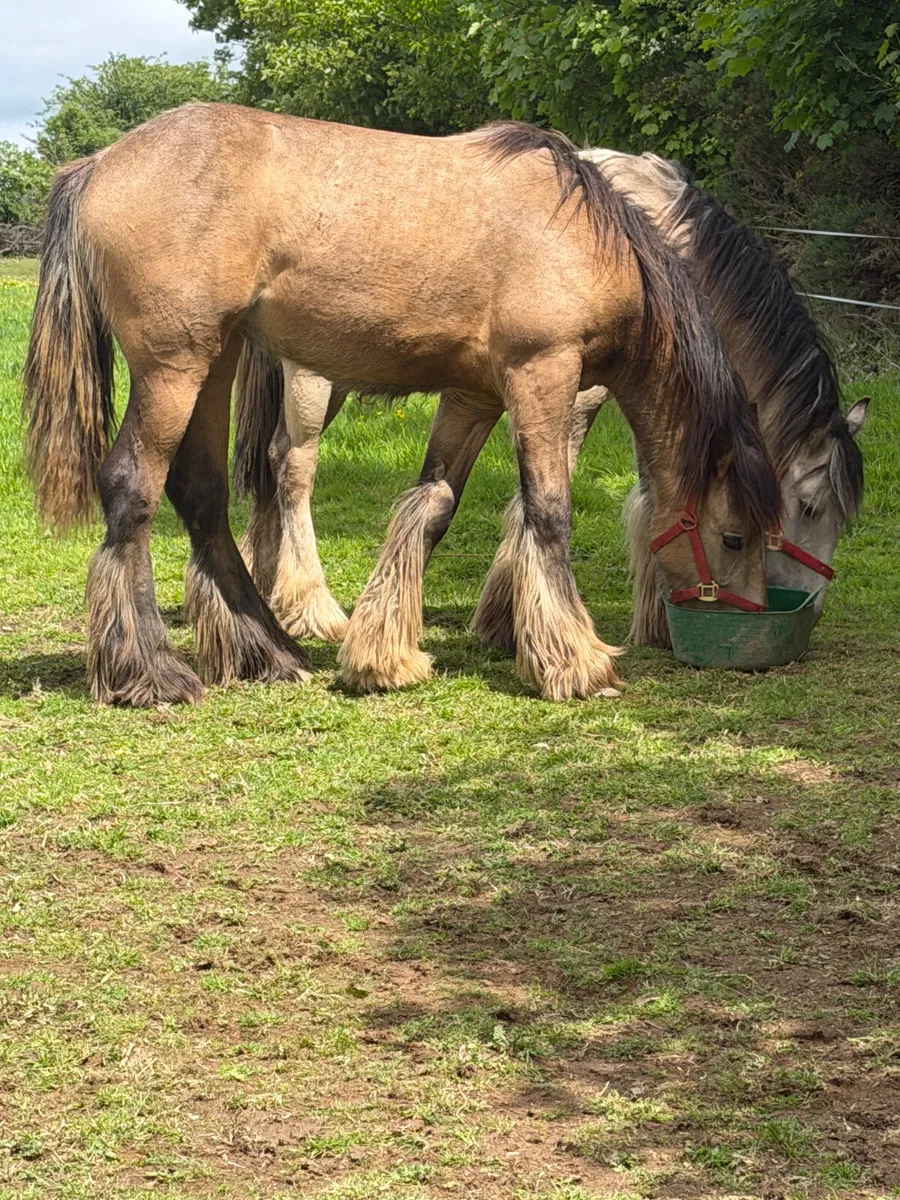 2 filly’s 11 months old  cob - Image 1