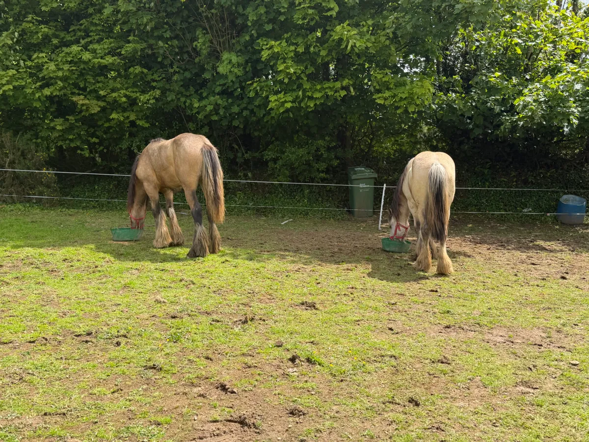 2 filly’s 11 months old  cob - Image 4