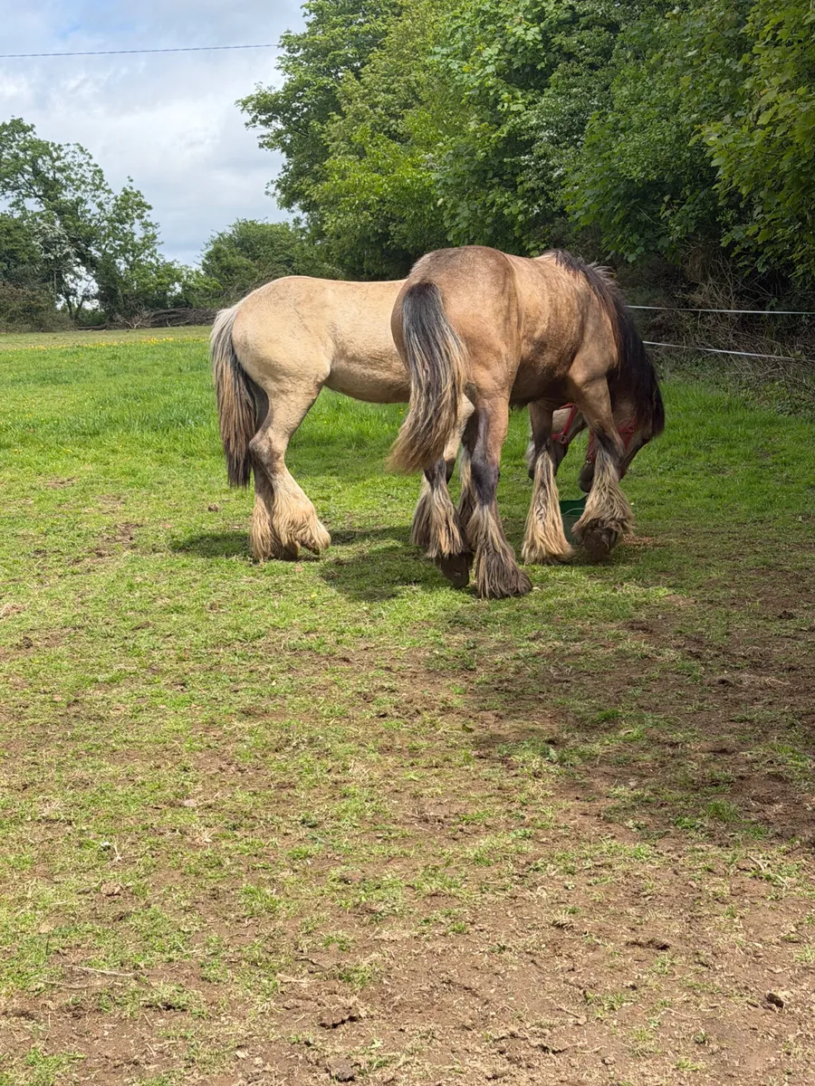 2 filly’s 11 months old  cob - Image 3