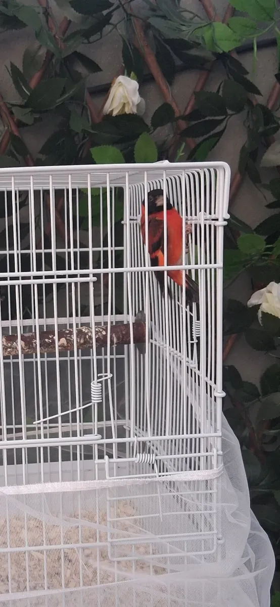 Red Venezuela seskin pair - Image 3