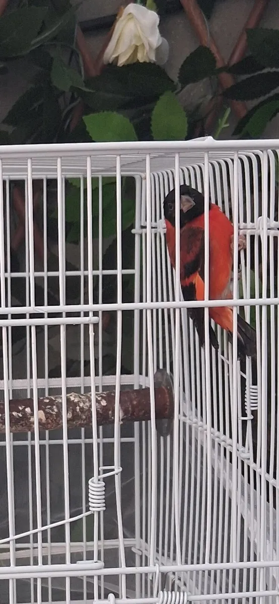 Red Venezuela seskin pair - Image 4