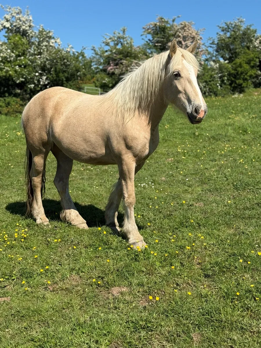 15.1 3 year old filly - Image 1
