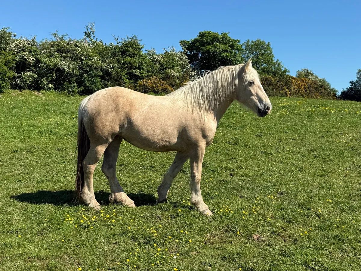 15.1 3 year old filly - Image 2