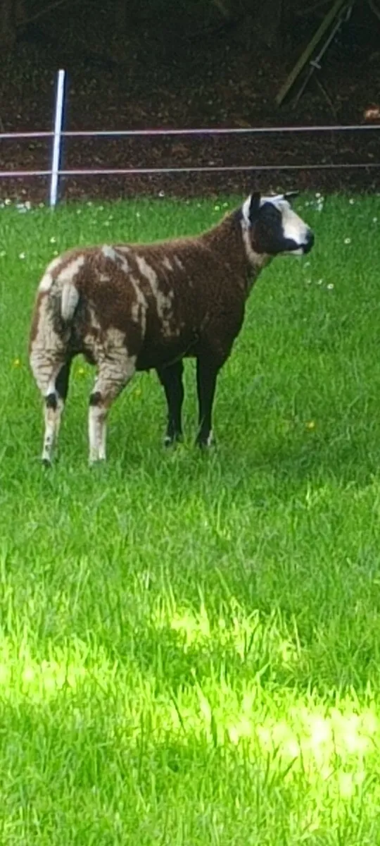 Dutch spotted - Image 1