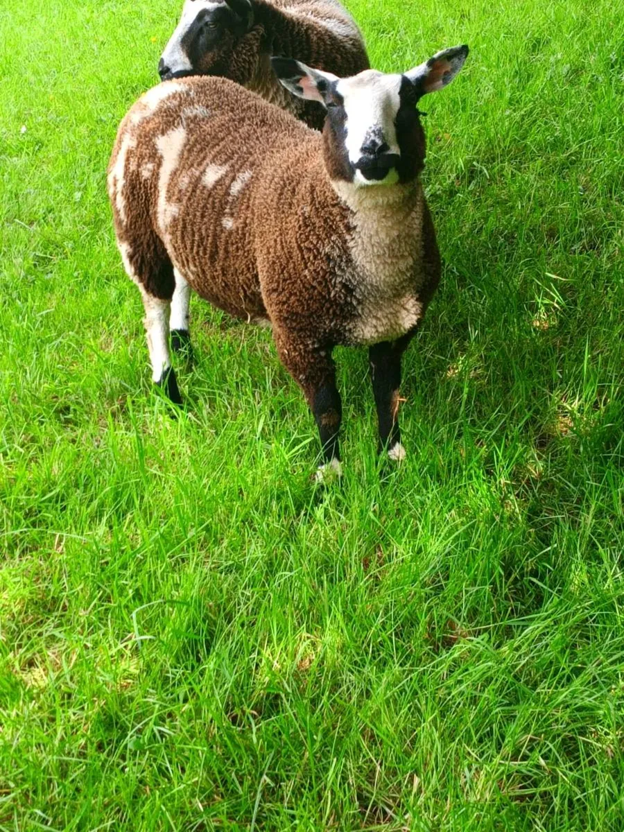 Dutch spotted - Image 2