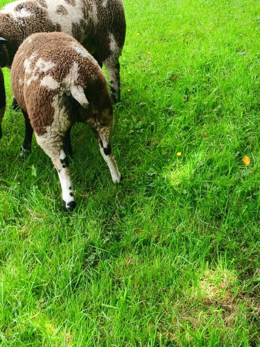 Dutch spotted - Image 3