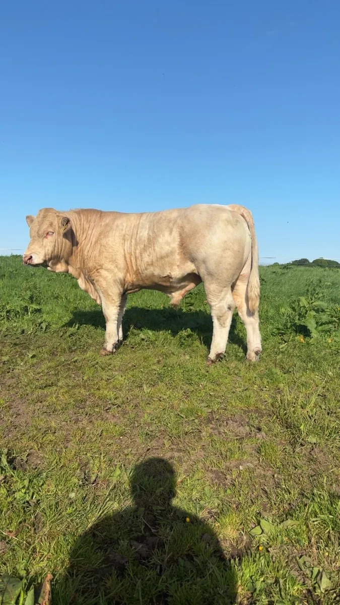 PBR Charolais bulls - Image 2