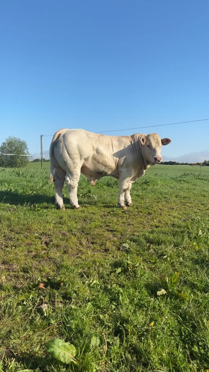 PBR Charolais bulls - Image 3
