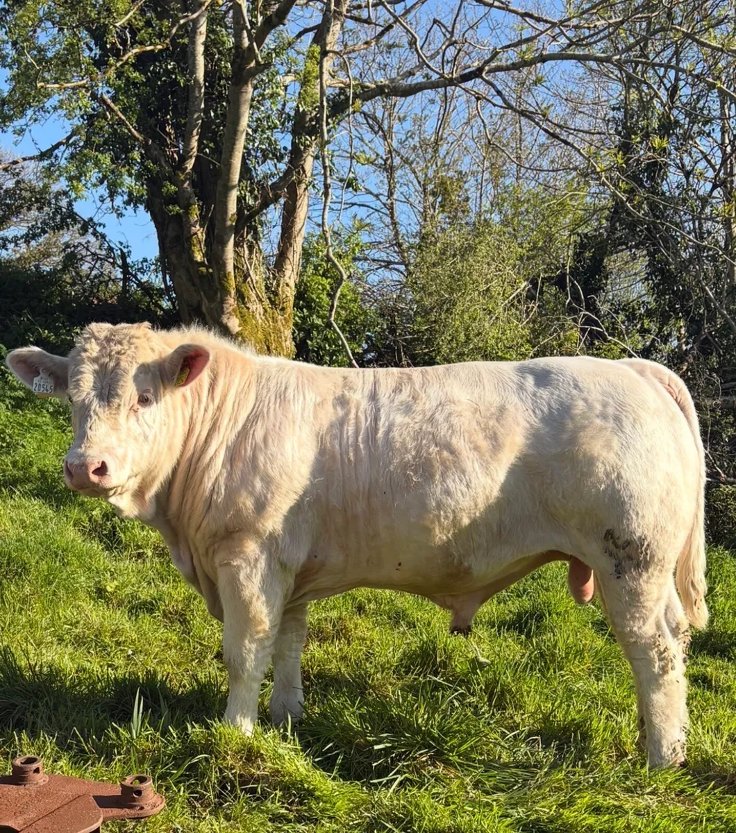 PBR Charolais bulls - Image 1