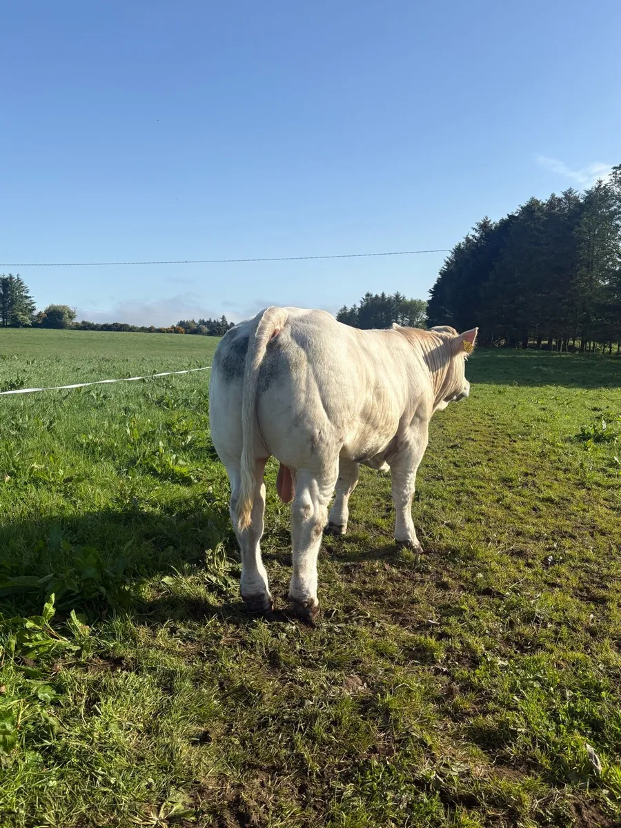 PBR Charolais bulls - Image 4