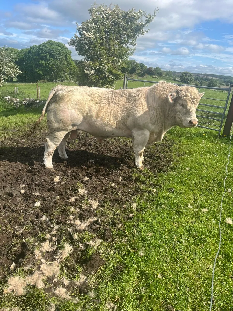 Pedigree Charolais Bull - Image 1