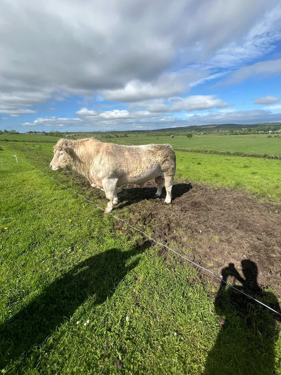 Pedigree Charolais Bull - Image 2