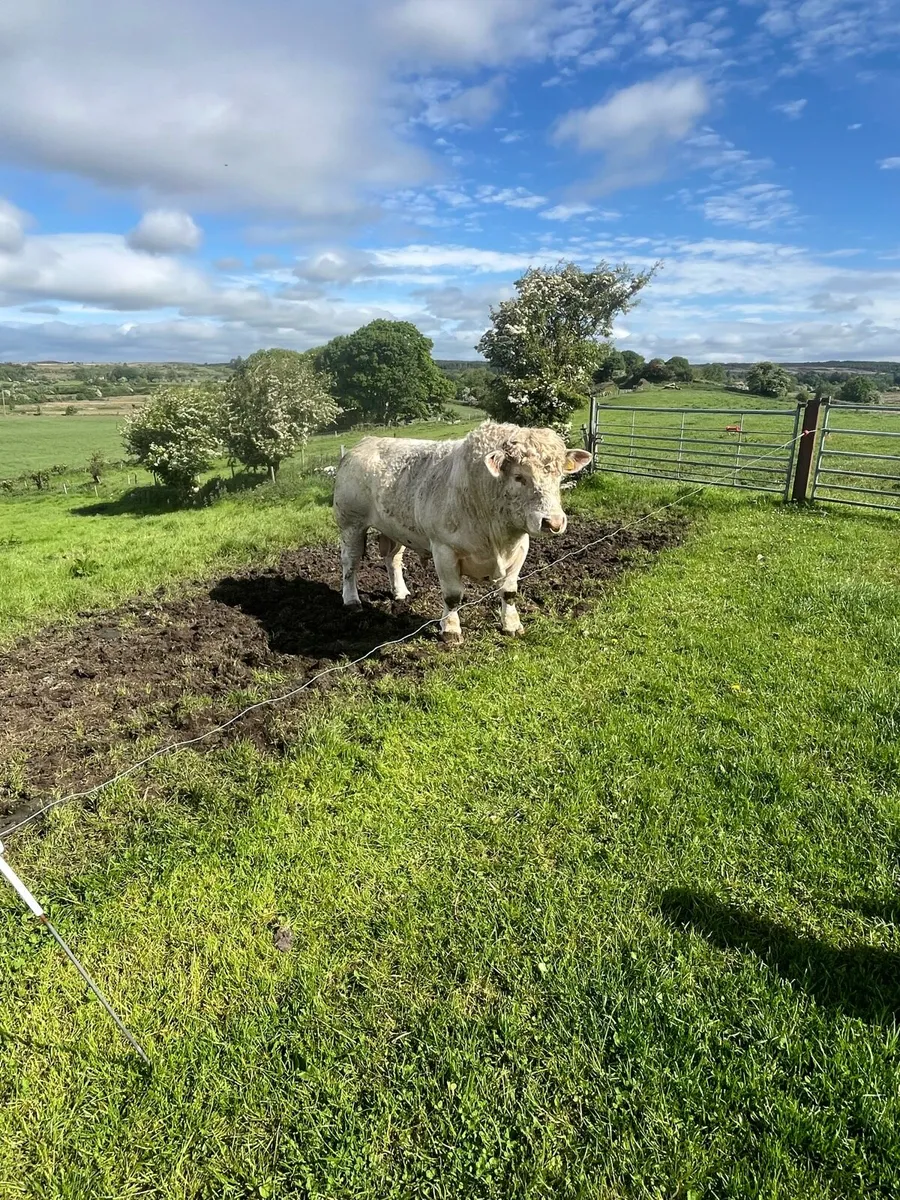 Pedigree Charolais Bull - Image 3
