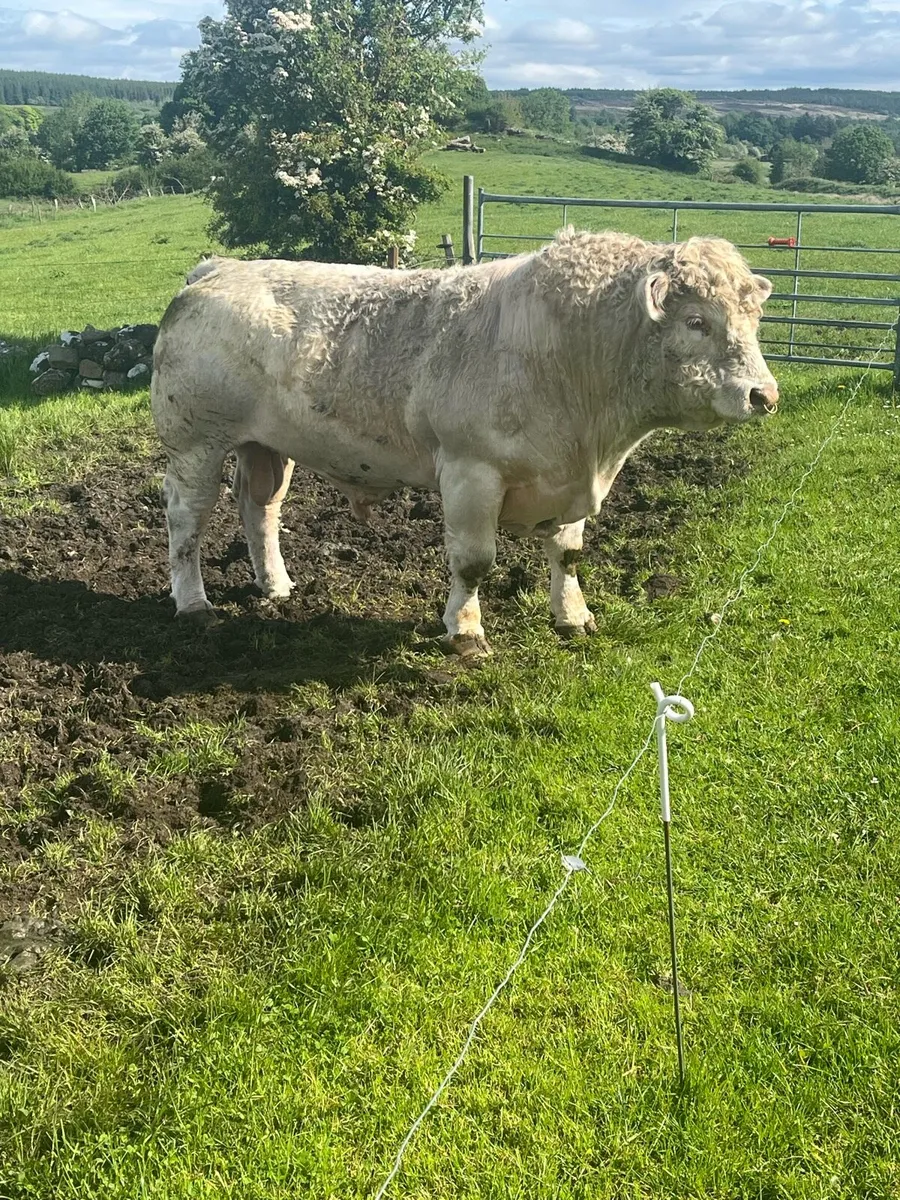 Pedigree Charolais Bull - Image 4