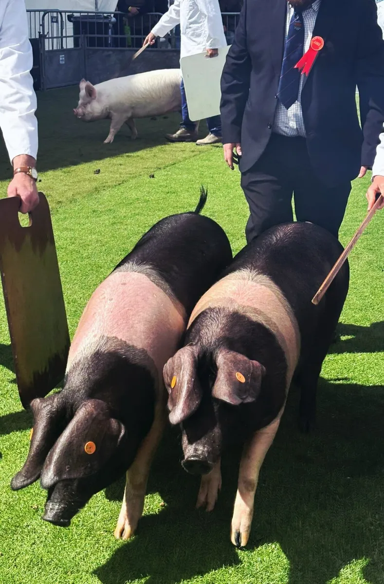 Pedigree Saddleback Gilts - Image 2