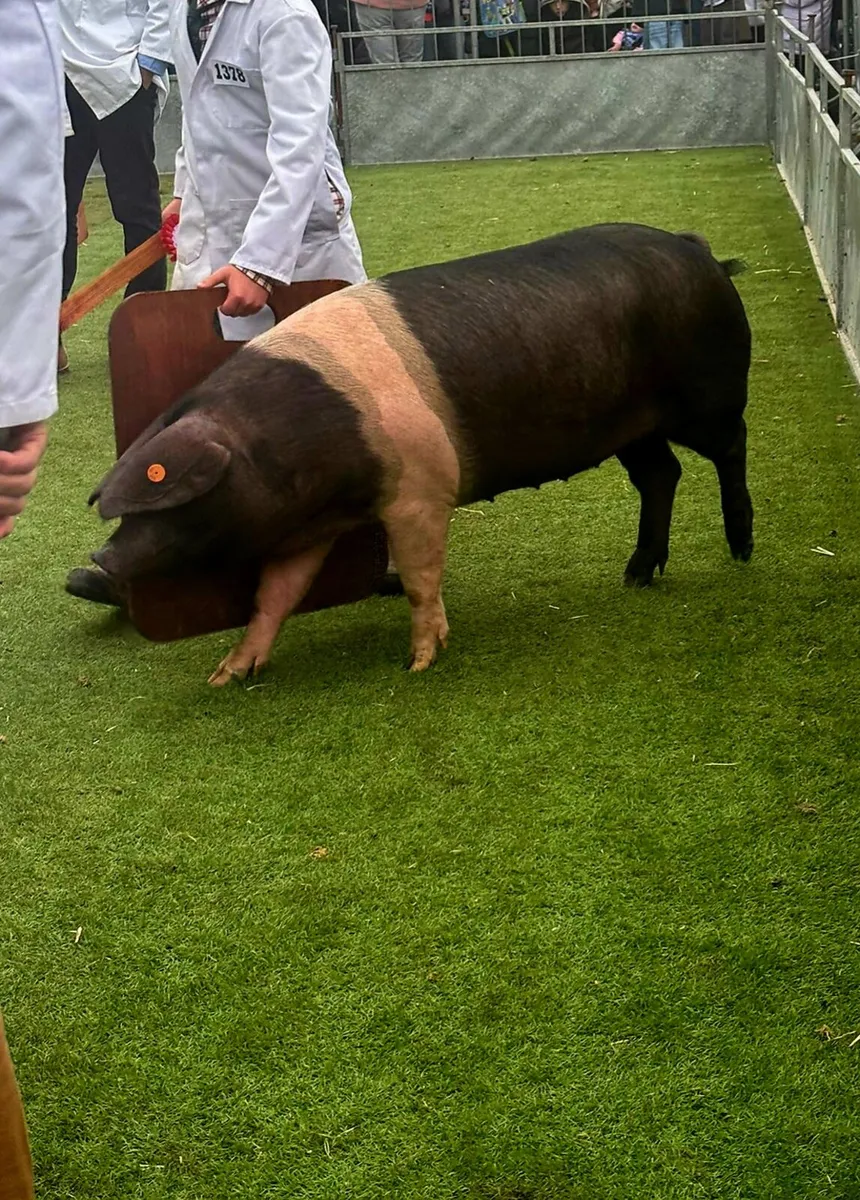 Pedigree Saddleback Gilts - Image 3