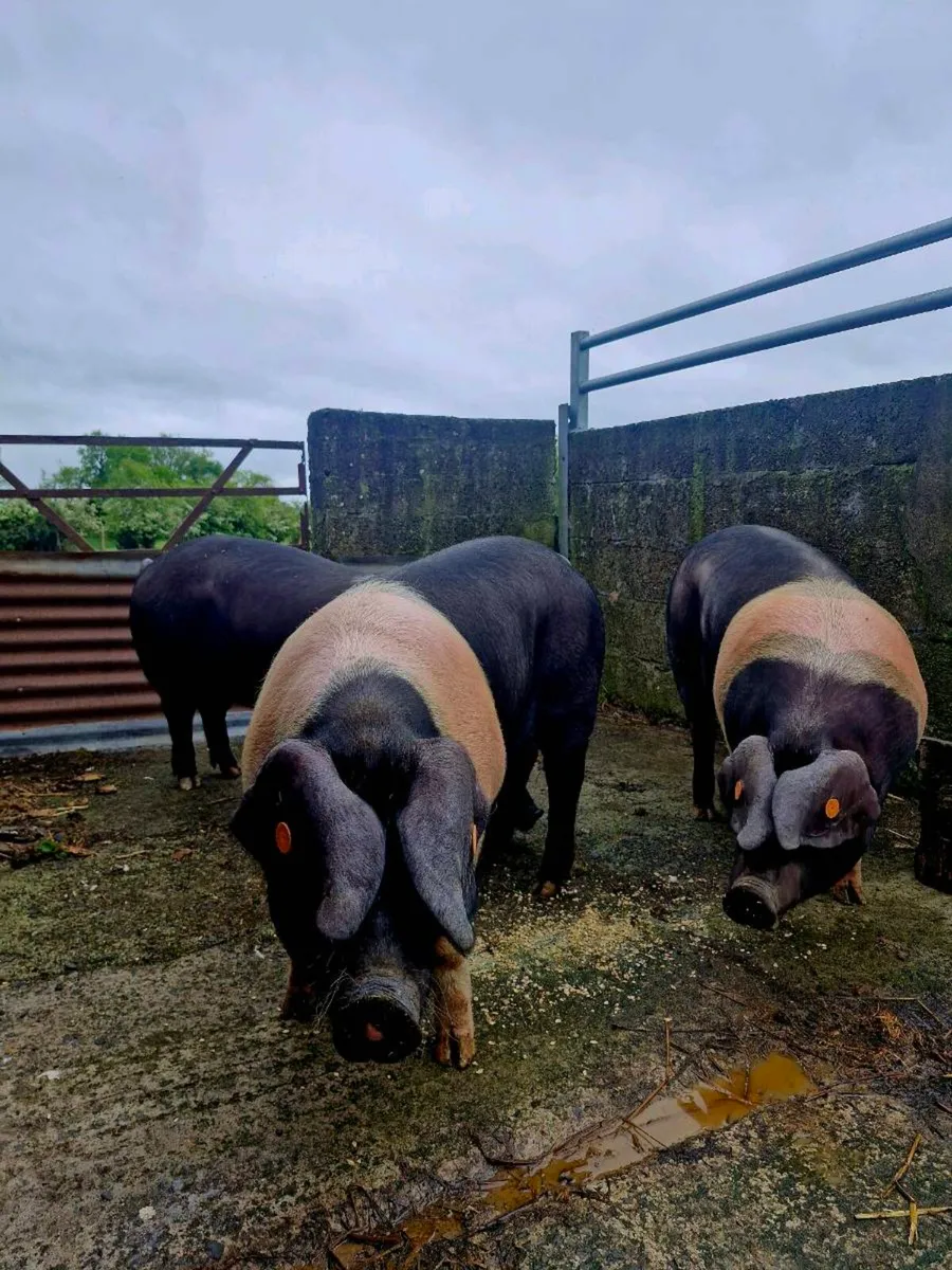 Pedigree Saddleback Gilts - Image 4