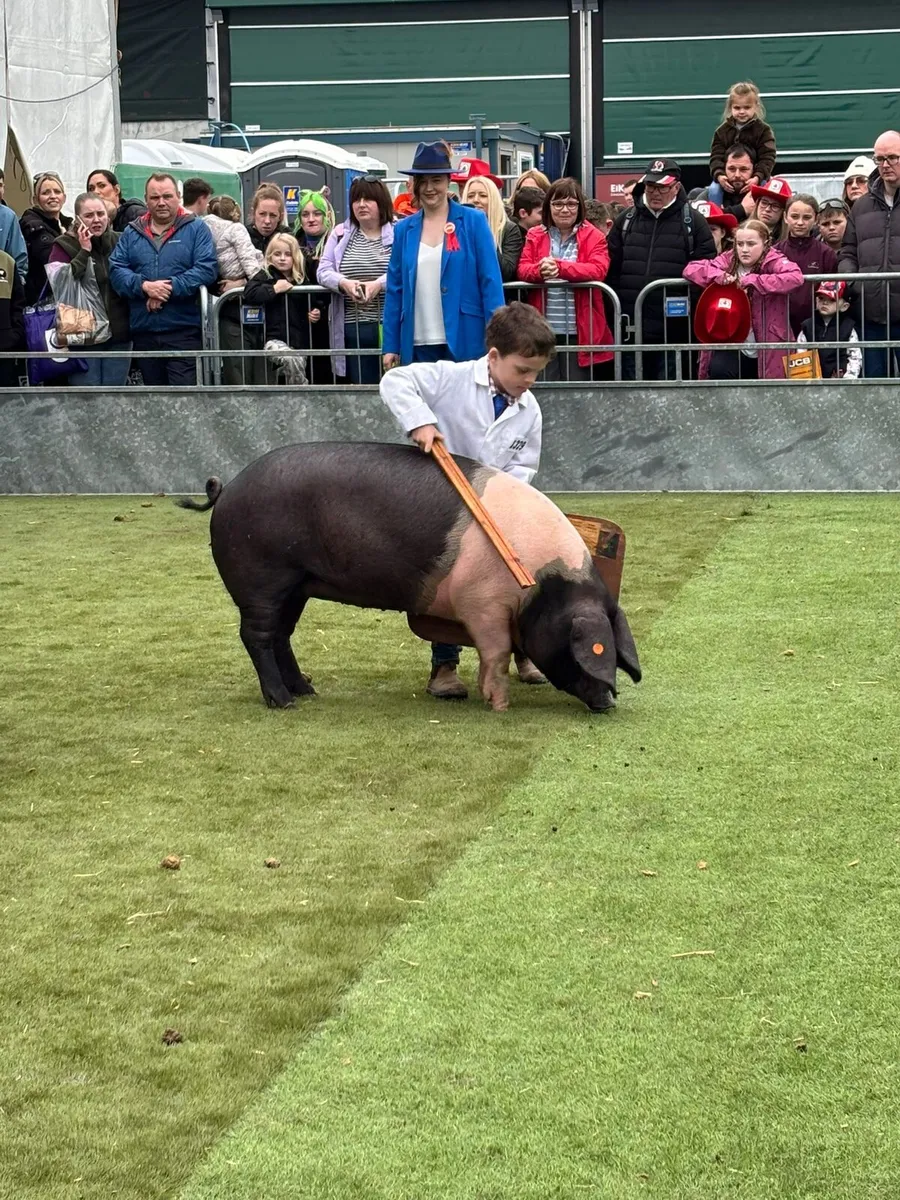 Pedigree Saddleback Gilts - Image 1
