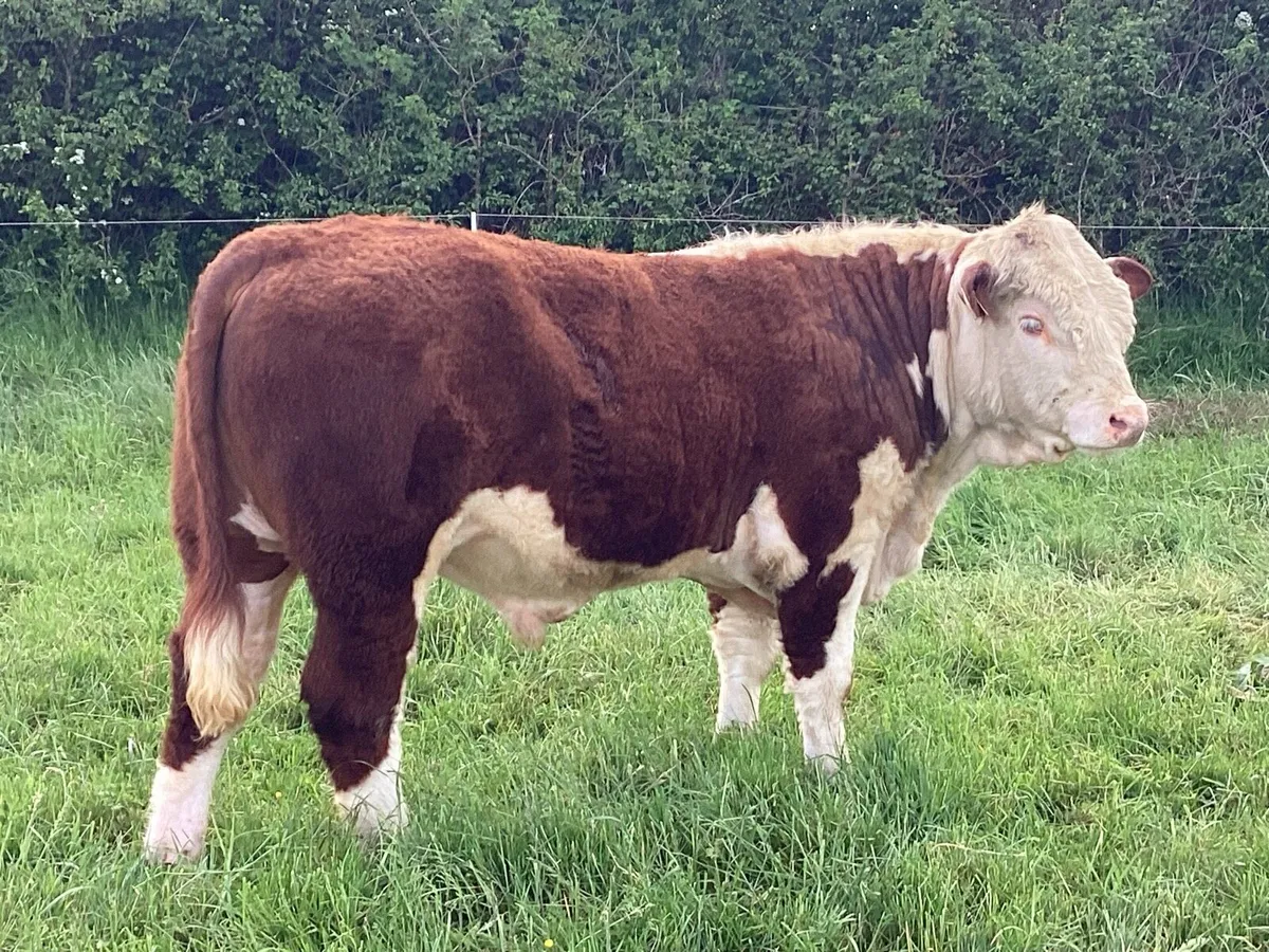 Super Hereford Bull - Image 2