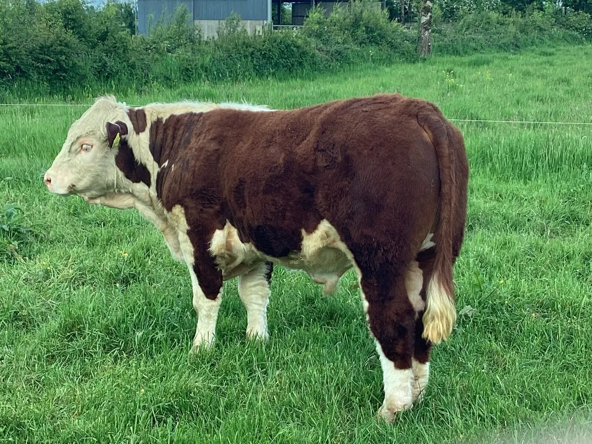 Super Hereford Bull - Image 3