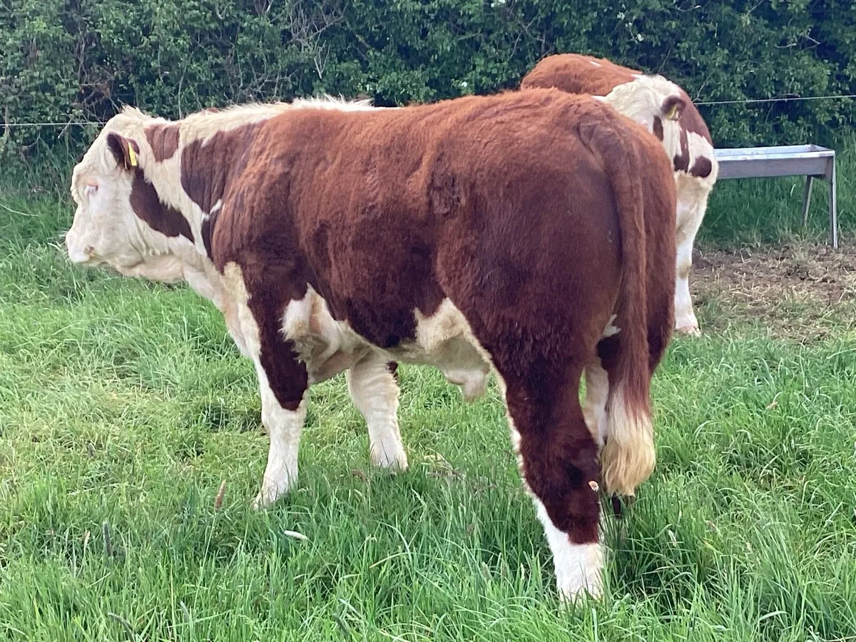 Super Hereford Bull - Image 4